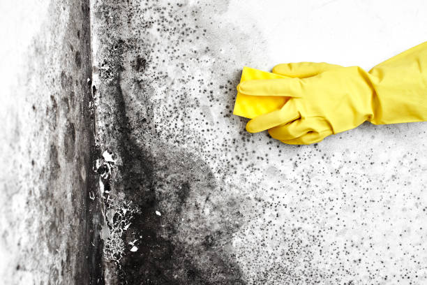 Best Emergency Mold Remediation in Avenal, CA