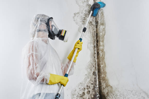 Best Commercial Mold Remediation in Avenal, CA