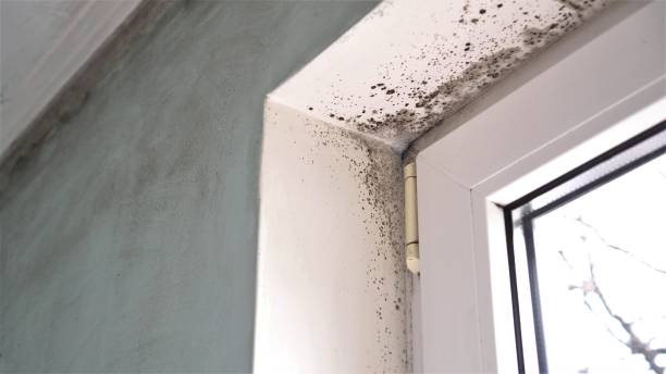 Best Attic Mold Remediation in Avenal, CA
