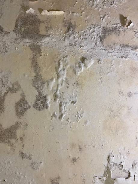 Best Mold Remediation for Schools in Avenal, CA