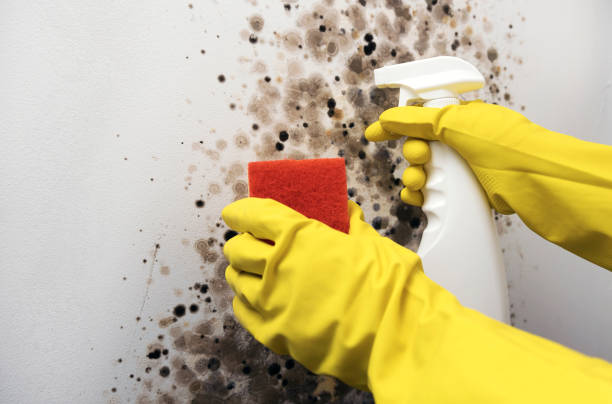 Best Crawl Space Mold Remediation in Avenal, CA